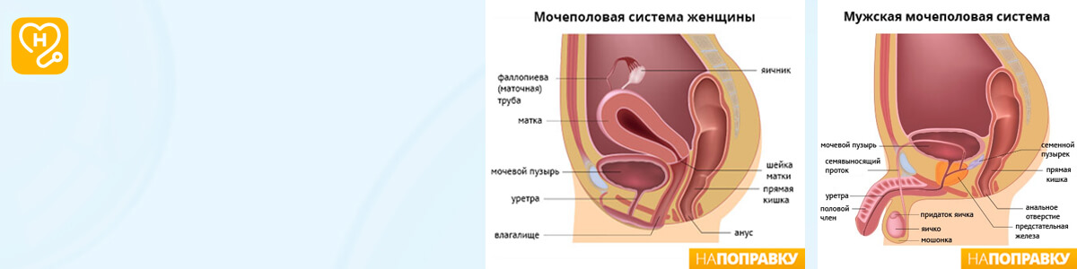 Посткоитальный цистит